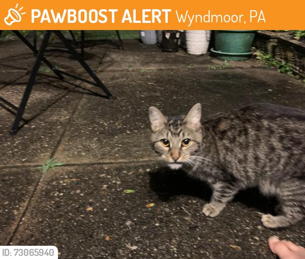 Found/Stray Unknown Cat last seen Near MacArthur Road, Wyndmoor, Pa 19038, Wyndmoor, PA 19038