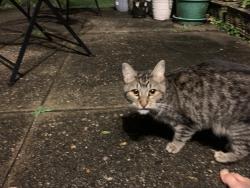 Found/Stray Unknown Cat last seen Near MacArthur Road, Wyndmoor, Pa 19038, Wyndmoor, PA 19038