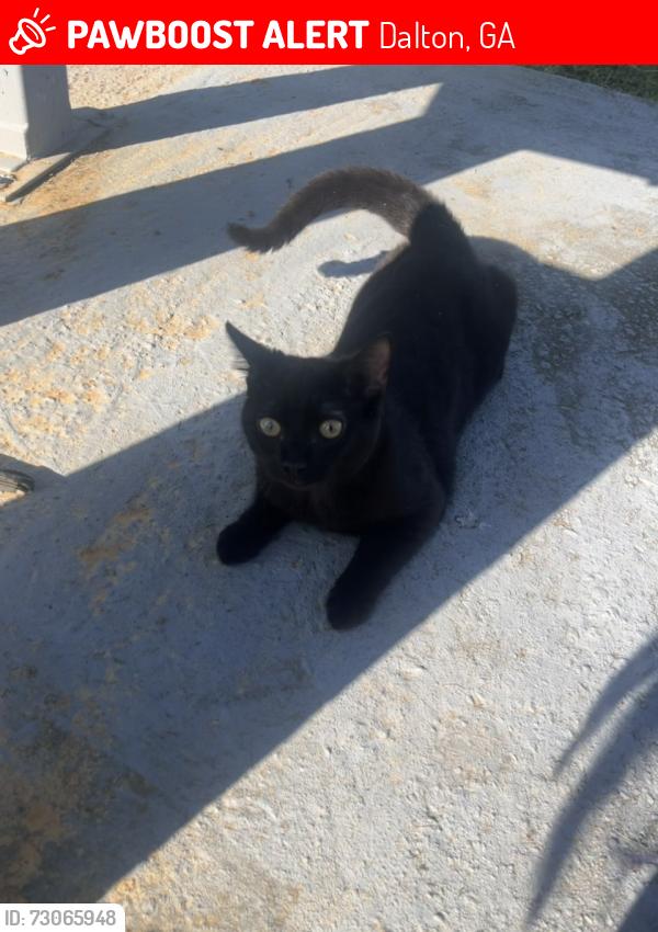 Lost Male Cat last seen Hill rd Dalton ga, Dalton, GA 30721