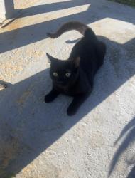 Lost Male Cat last seen Hill rd Dalton ga, Dalton, GA 30721