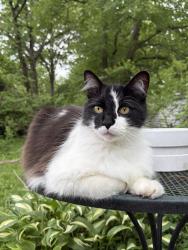 Lost Male Cat last seen 53rd & Reeds Rd., Mission, KS 66202
