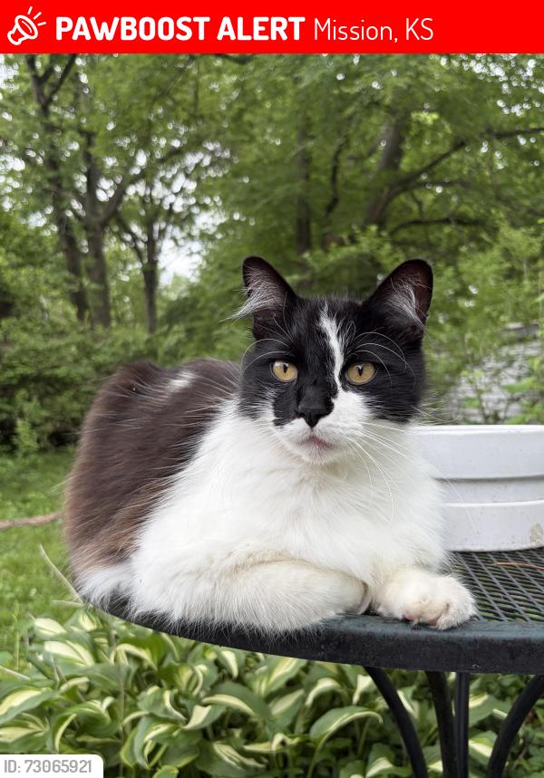 Lost Male Cat last seen 53rd & Reeds Rd., Mission, KS 66202