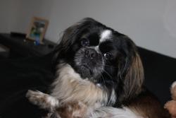 Lost Male Dog last seen Pembroke Pines, Pembroke Pines, FL 33023