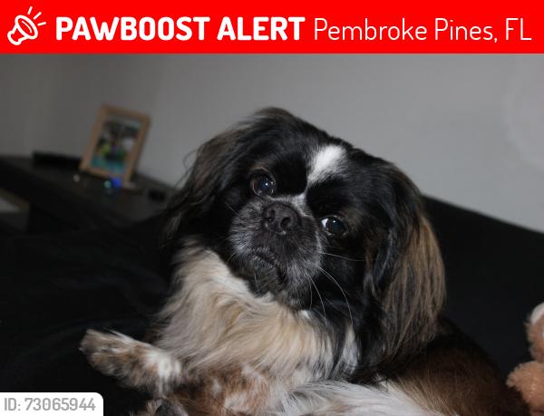 Lost Male Dog last seen Pembroke Pines, Pembroke Pines, FL 33023