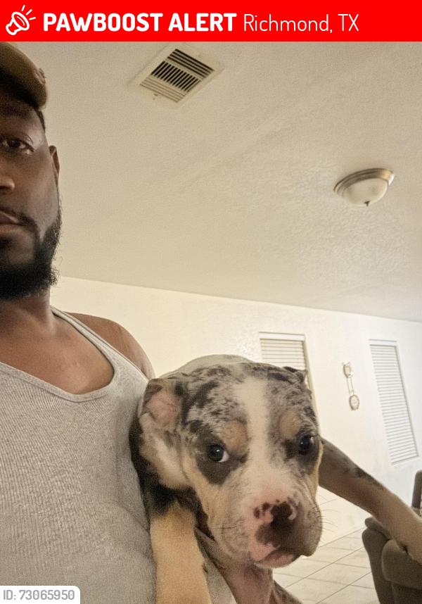 Lost Female Dog last seen Water violet, Richmond, TX 77407