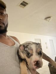 Lost Female Dog last seen Water violet, Richmond, TX 77407
