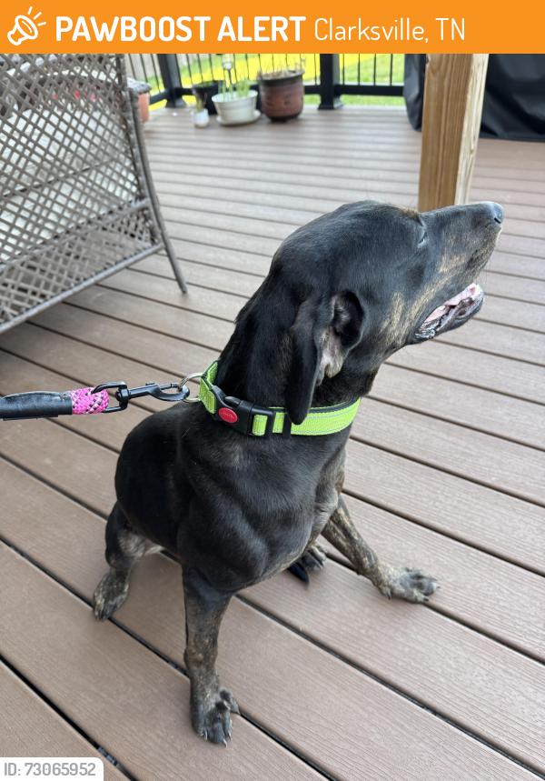 Found/Stray Female Dog last seen Lowe’s Drive, Clarksville, TN 37044