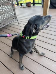 Found/Stray Female Dog last seen Lowe’s Drive, Clarksville, TN 37044