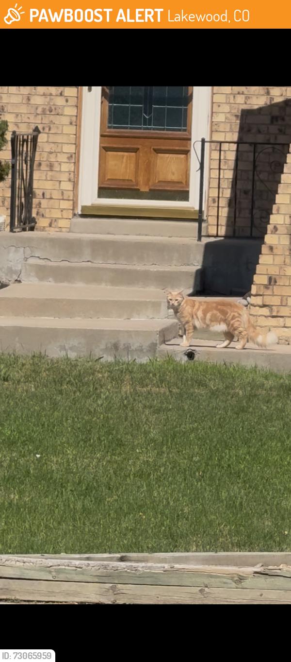 Found/Stray Unknown Cat last seen Near s. Lee, Lakewood, CO 80232