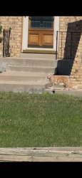 Found/Stray Unknown Cat last seen Near s. Lee, Lakewood, CO 80232