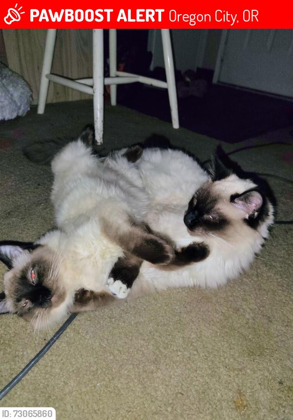 Lost Male Cat last seen Near s 2nd St Oregon City, Oregon City, OR 97045