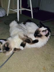 Lost Male Cat last seen Near s 2nd St Oregon City, Oregon City, OR 97045