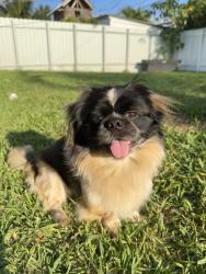 Reunited Male Dog last seen Pembroke Pines , Pembroke Pines, FL 33023