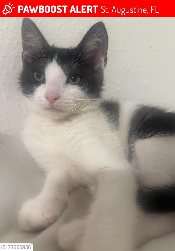 Lost Male Cat last seen St Augustine, St. Augustine, FL 32084