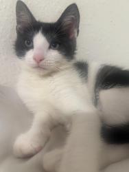 Lost Male Cat last seen St Augustine, St. Augustine, FL 32084