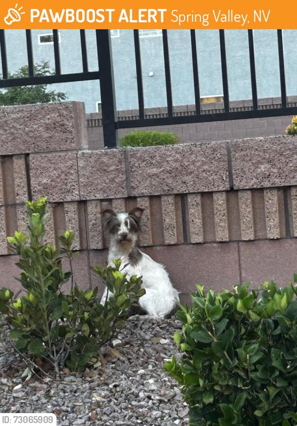 Found/Stray Male Dog last seen West arby street, Spring Valley, NV 89113