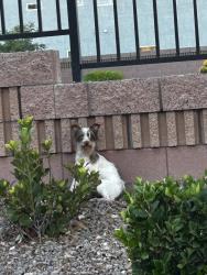 Found/Stray Male Dog last seen West arby street, Spring Valley, NV 89113