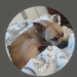 Lost Male Dog last seen 23rd and Market, San Pablo, CA 94804