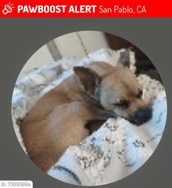 Lost Male Dog last seen 23rd and Market, San Pablo, CA 94804