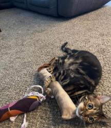 Lost Female Cat last seen Minam Loop off of McGuire, Post Falls, ID 83854