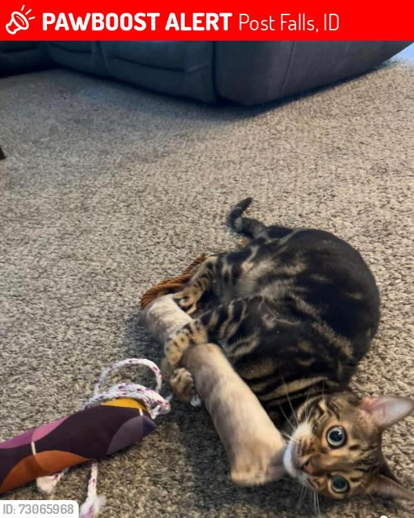 Lost Female Cat last seen Minam Loop off of McGuire, Post Falls, ID 83854