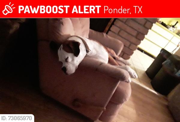 Lost Male Dog last seen Old Stoney, Ripy Rd, and 380, Ponder, TX 76259