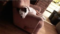 Lost Male Dog last seen Old Stoney, Ripy Rd, and 380, Ponder, TX 76259