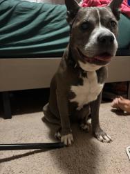 Found/Stray Female Dog last seen Coolidge and Pearson, Oak Park, MI 48237
