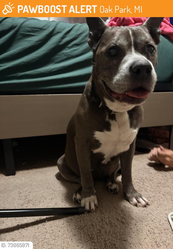 Found/Stray Female Dog last seen Coolidge and Pearson, Oak Park, MI 48237