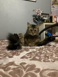 Lost Male Cat last seen Browns pond rd, Salley, SC 29137