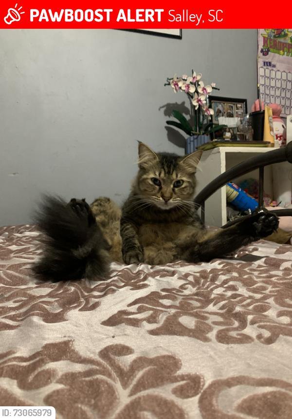 Lost Male Cat last seen Browns pond rd, Salley, SC 29137