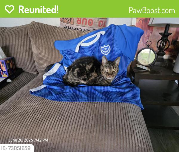 Reunited Male Cat last seen Sherwood, Belmont, Coeur d'Alene, ID 83815