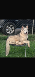 Lost Female Dog last seen Por las vías del tren, Memphis, TN 38109