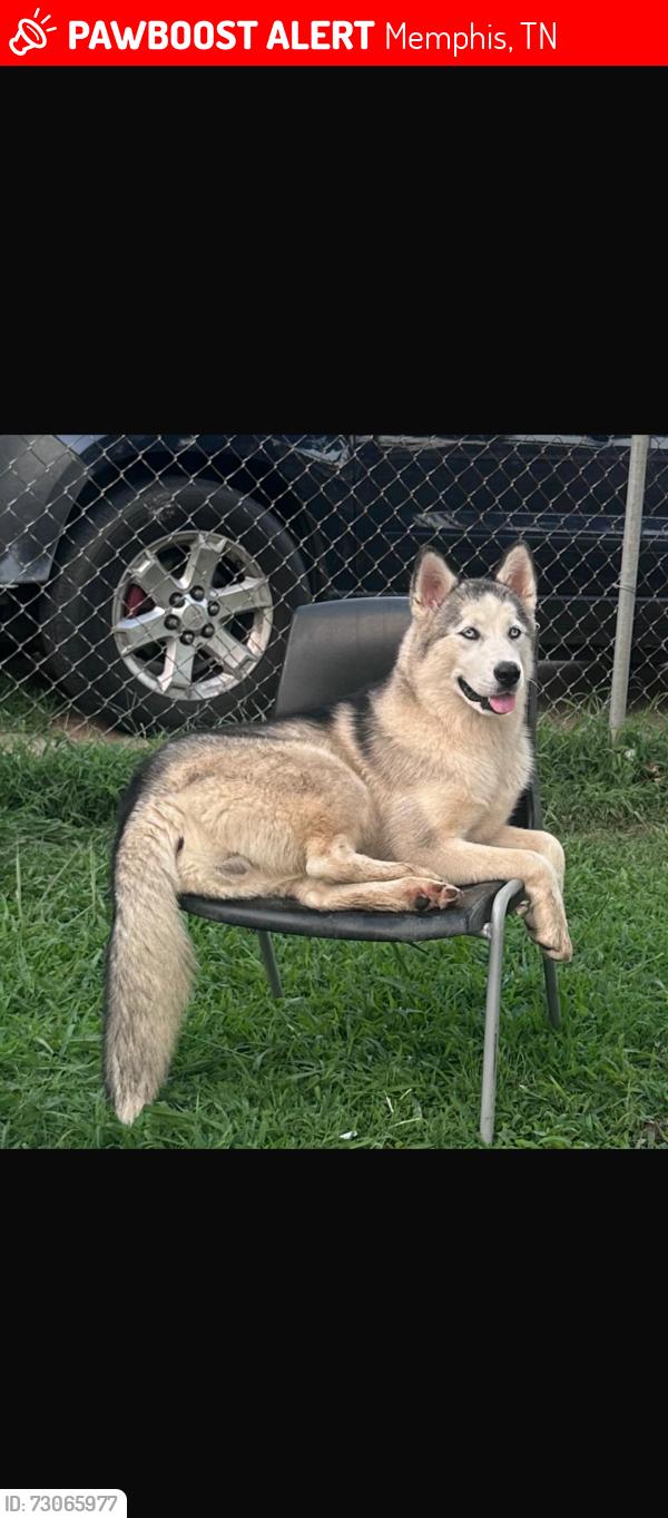Lost Female Dog last seen Por las vías del tren, Memphis, TN 38109