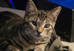Reunited Female Cat last seen Near NE 33rd St, Oakland Park FL, Oakland Park, FL 33334