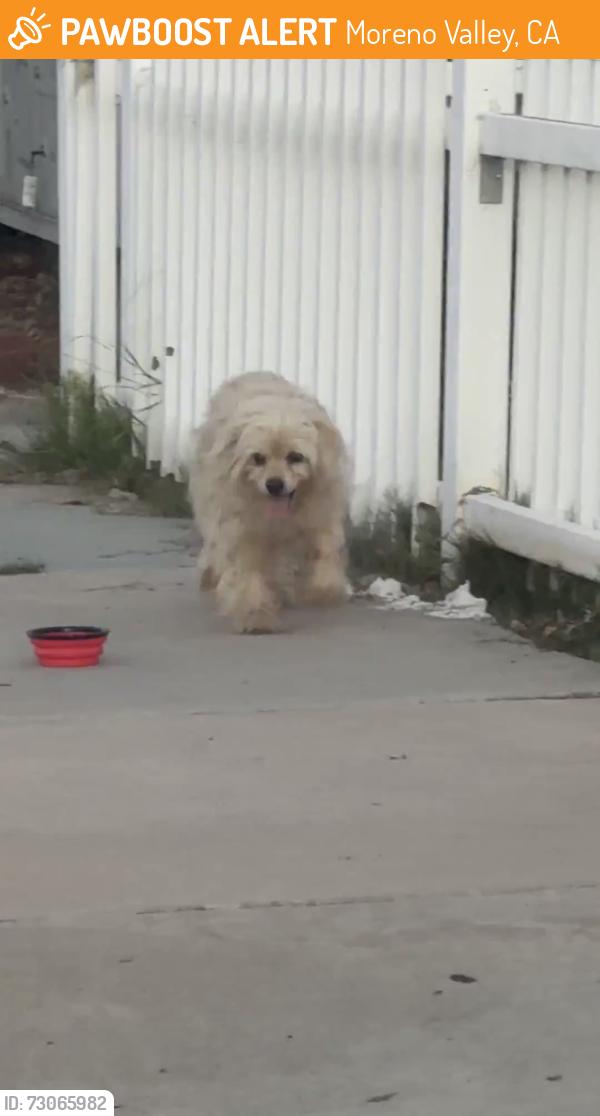 Found/Stray Male Dog last seen Lee, Moreno Valley, CA 92553