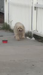 Found/Stray Male Dog last seen Lee, Moreno Valley, CA 92553