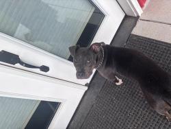 Found/Stray Female Dog last seen Morgan Cove Rd, Buncombe County, NC 28715