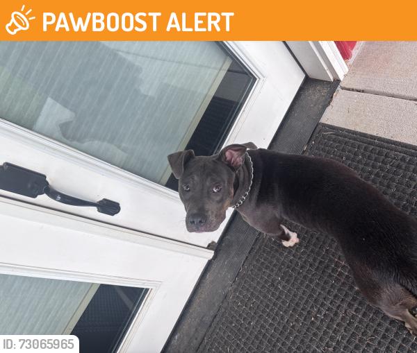 Found/Stray Female Dog last seen Morgan Cove Rd, Buncombe County, NC 28715