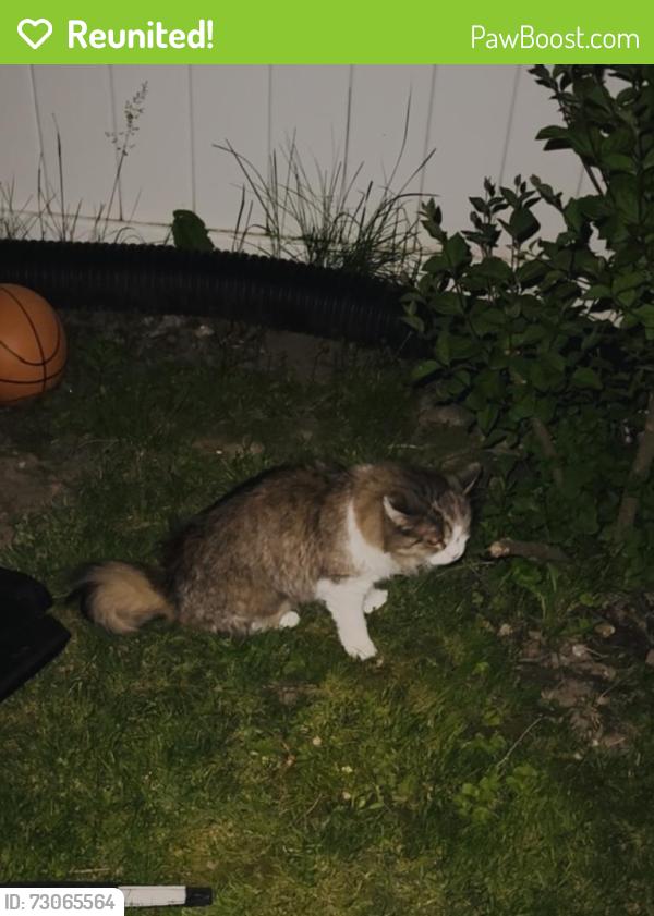 Reunited Female Cat last seen Fontwell Cres.,Lawisham Dr.,Mississauga ON, Mississauga, ON L5J