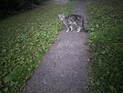 Found/Stray Unknown Cat last seen Payne and wells, Saint Paul, MN 55130