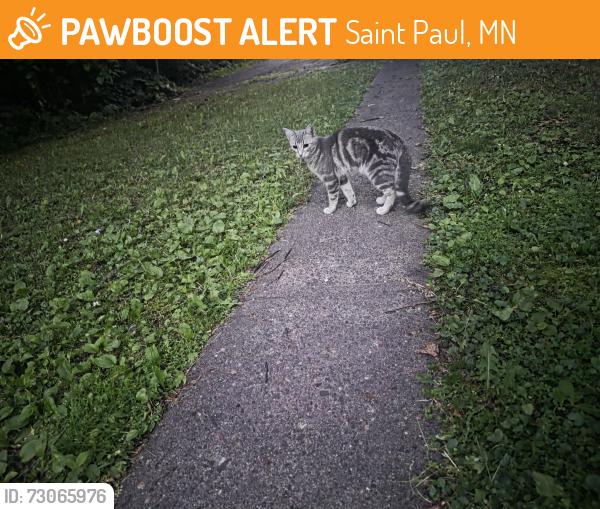 Found/Stray Unknown Cat last seen Payne and wells, Saint Paul, MN 55130