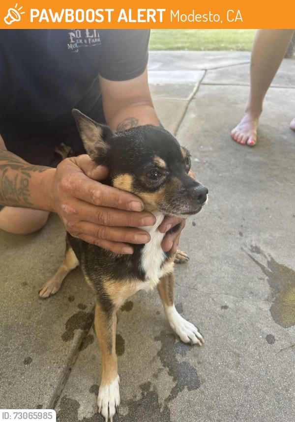 Found/Stray Male Dog last seen Tully rd pelandale ave. , Modesto, CA 95356