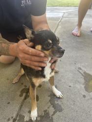 Found/Stray Male Dog last seen Tully rd pelandale ave. , Modesto, CA 95356