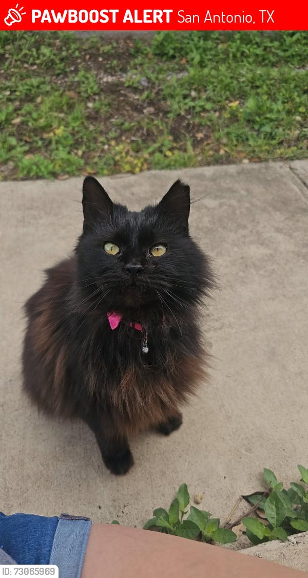 Lost Female Cat last seen Lambda Dr, San Antonio, TX 78245, San Antonio, TX 78253