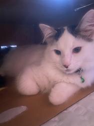 Lost Male Cat last seen Antioch, Nashville, TN 37013