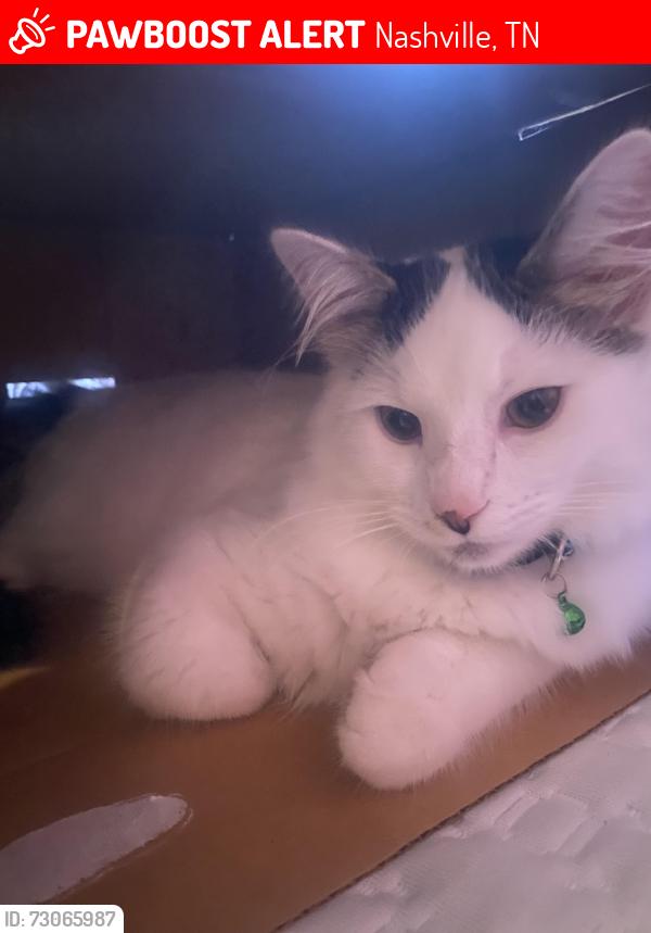Lost Male Cat last seen Antioch, Nashville, TN 37013