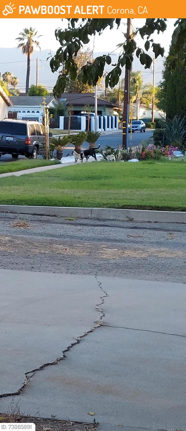 Found/Stray Unknown Dog last seen Ford near mulberry, Corona, CA 92879
