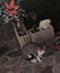 Reunited Male Cat last seen Q St and Banning Blvd, near Banning High School, Los Angeles, CA 90744