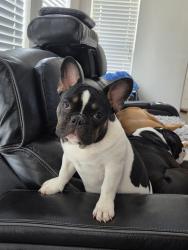 Lost Female Dog last seen Spanish Moss Way and Macon Dr, Savannah, TX 76227
